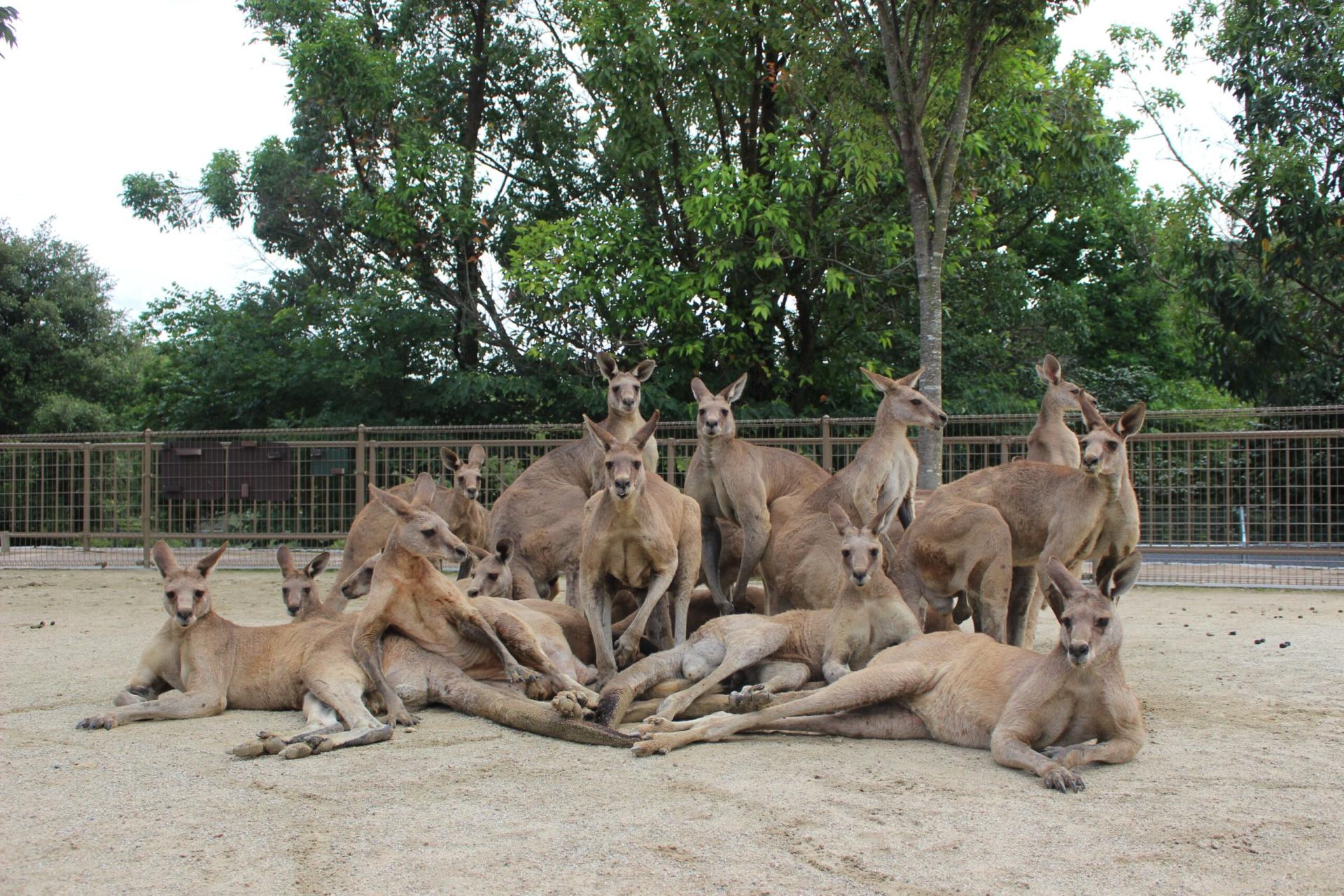 The Japanese Kangaroo Boy Band bursts onto the scene! To compete with the Thai Jumping Pigs, their momentum is in full swing and they are sweeping the internet!