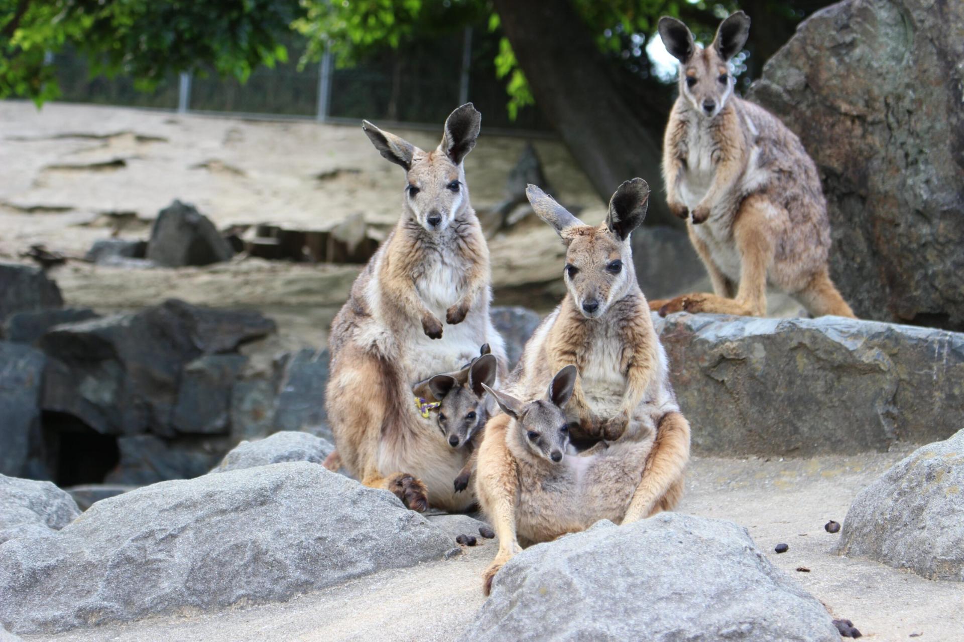 The Japanese Kangaroo Boy Band bursts onto the scene! To compete with the Thai Jumping Pigs, their momentum is in full swing and they are sweeping the internet!