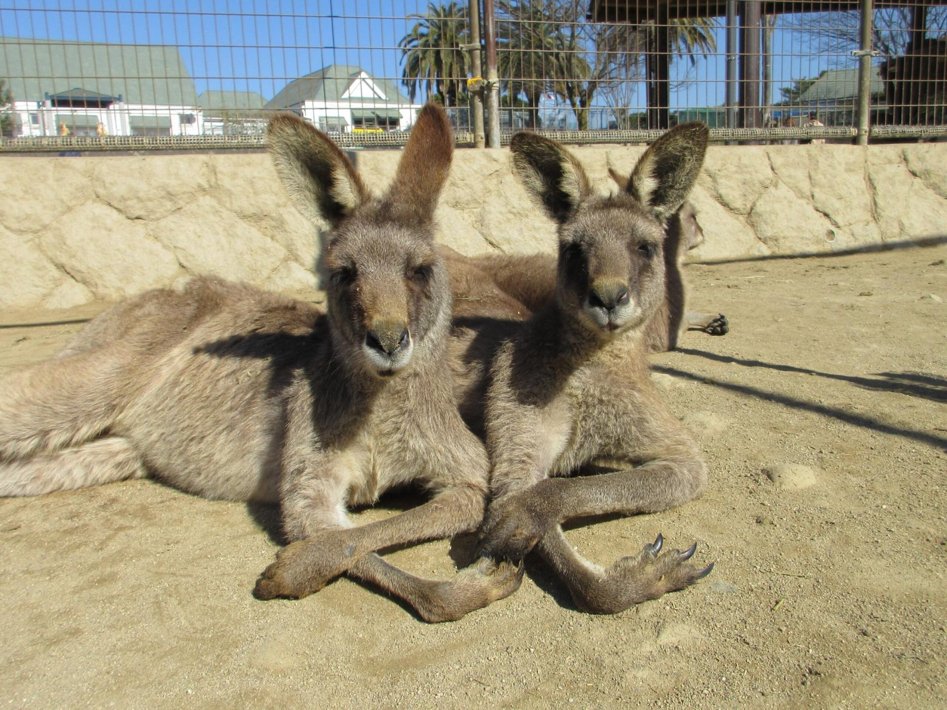 The Japanese Kangaroo Boy Band bursts onto the scene! To compete with the Thai Jumping Pigs, their momentum is in full swing and they are sweeping the internet!