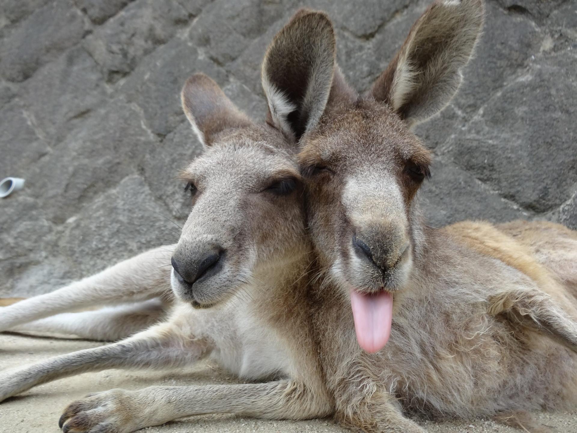 The Japanese Kangaroo Boy Band bursts onto the scene! To compete with the Thai Jumping Pigs, their momentum is in full swing and they are sweeping the internet!