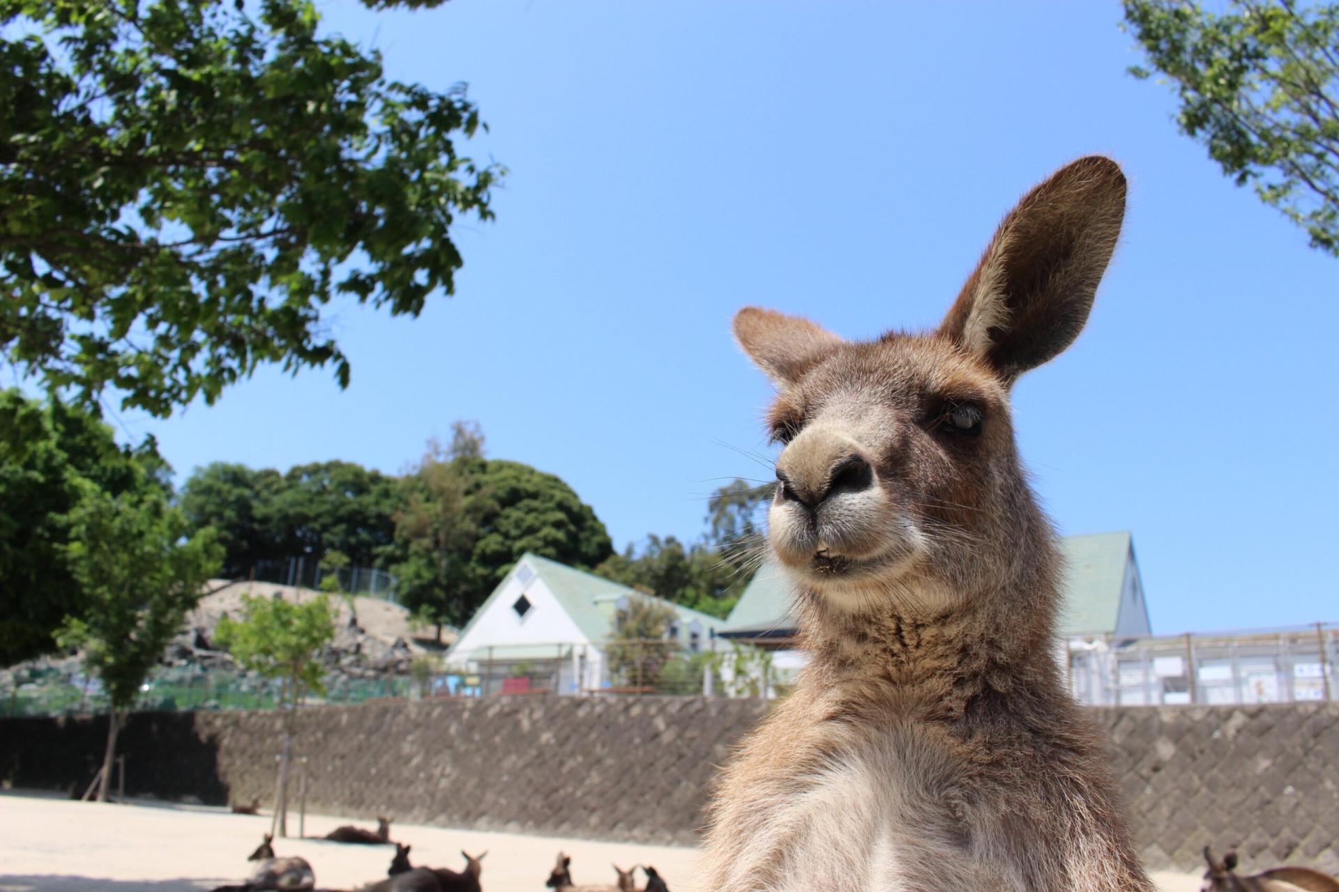 The Japanese Kangaroo Boy Band bursts onto the scene! To compete with the Thai Jumping Pigs, their momentum is in full swing and they are sweeping the internet!